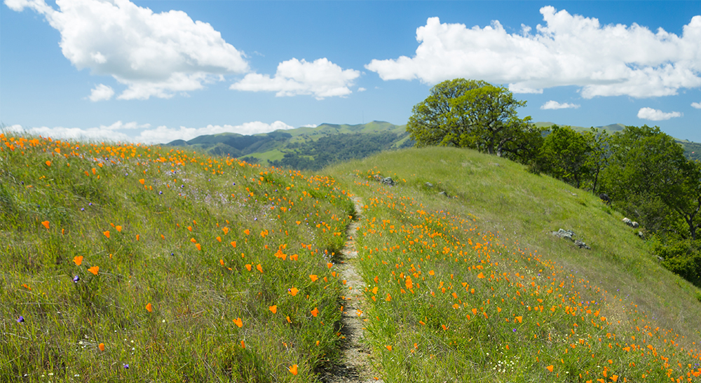 California poppies grow on a lush, grassy hill with oak trees, r Chiropractic Center Benicia